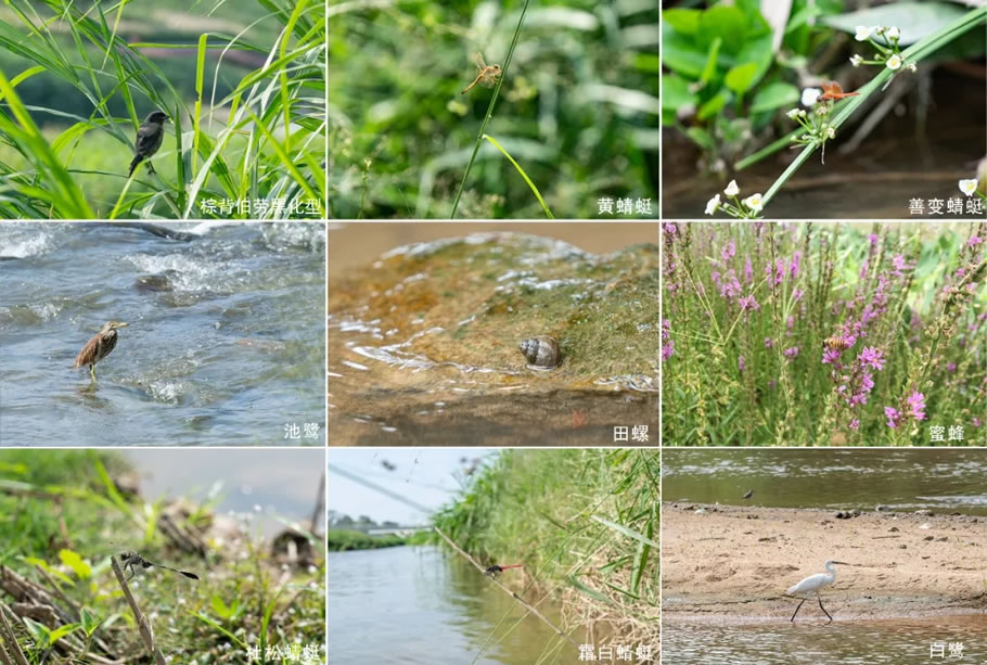 深圳茅洲河碧道·光明段生态修复试点 | EADG泛亚国际 - 景观网