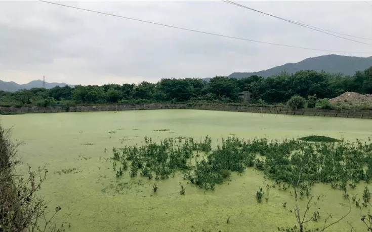 一幅台州“山水画”，河网纵横、草长莺飞｜鉴洋湖湿地公园