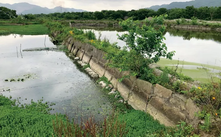 一幅台州“山水画”，河网纵横、草长莺飞｜鉴洋湖湿地公园