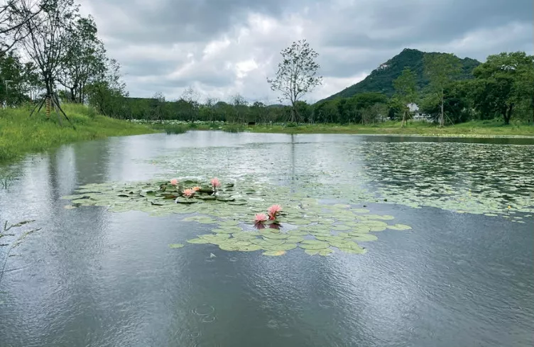 一幅台州“山水画”，河网纵横、草长莺飞｜鉴洋湖湿地公园