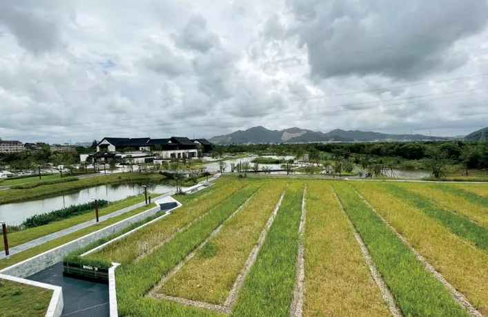 一幅台州“山水画”，河网纵横、草长莺飞｜鉴洋湖湿地公园